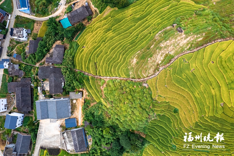 罗源王认村：最美梯田好“丰”景