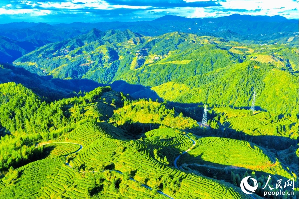 碧空如洗，高山茶园在日影映衬之下“铺满”蜿蜒群山。人民网 李唯一摄